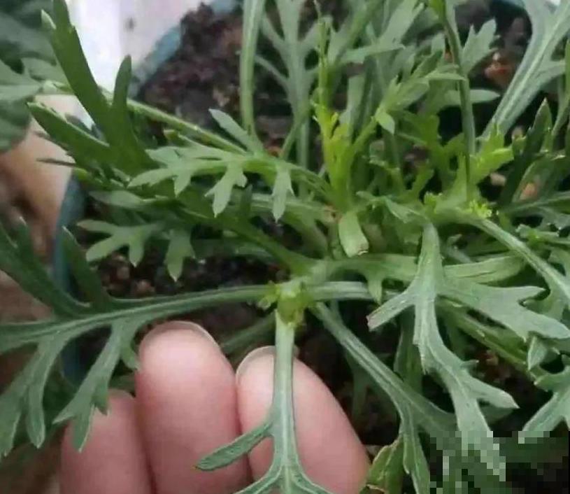 春天给花修剪,花才能呼呼开,俩月开爆盆 春天给花修剪,花才能呼呼开,俩月开爆盆