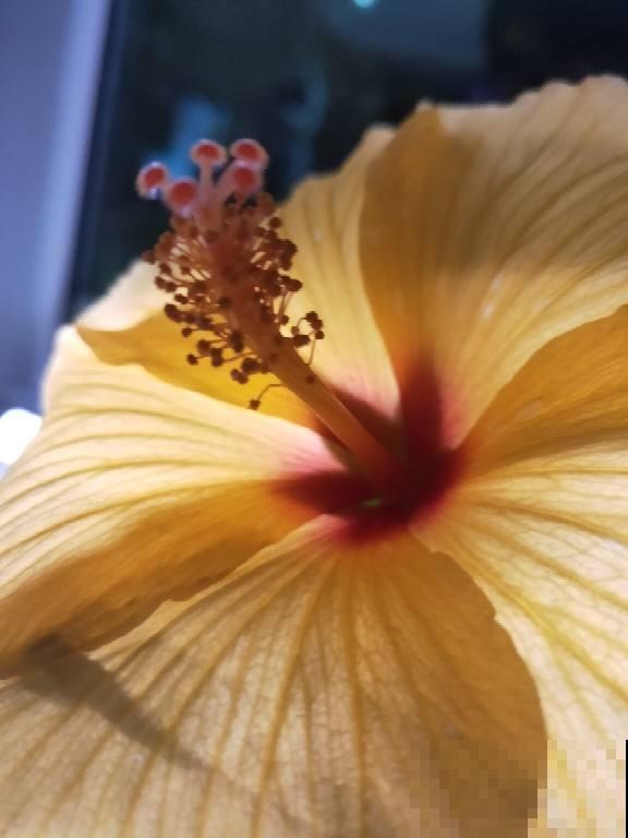 丹麦木槿养一盆，自己也能养成棒棒糖，五颜六色美极了！