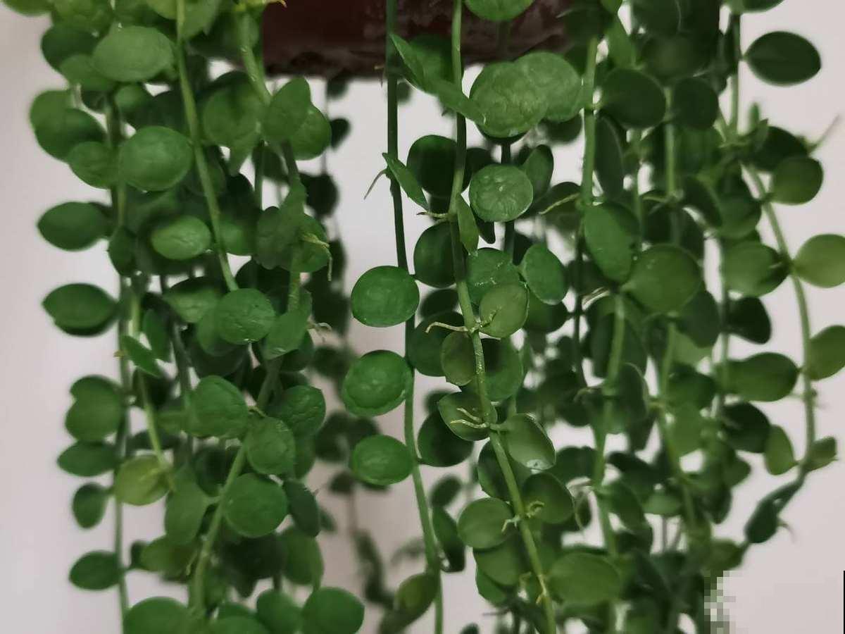 适合养在阳台的4种花，简单打理，轻松长成遮阳帘！