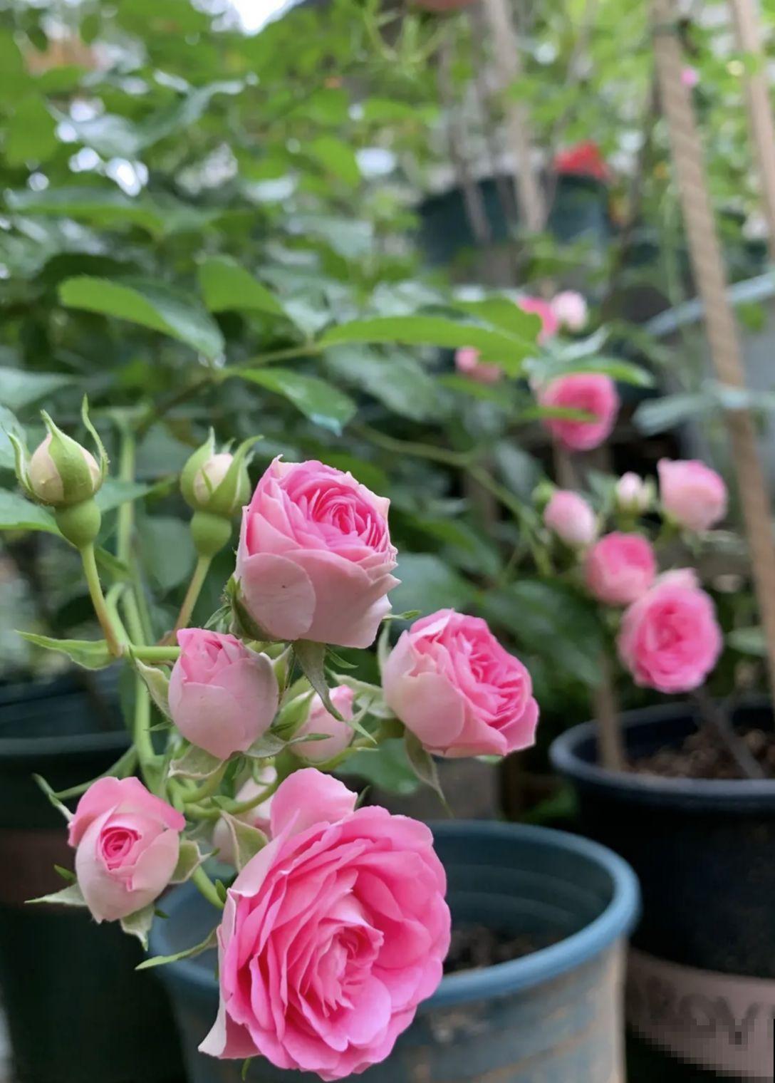 新手养花，记住“6个有”，把花养活没问题