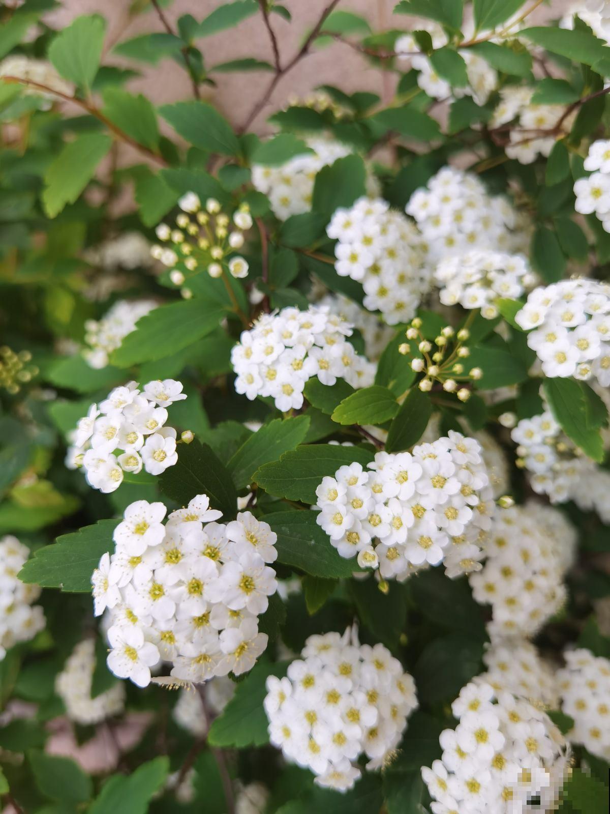 家里养盆小众花，开花又美又仙，养过的人不多