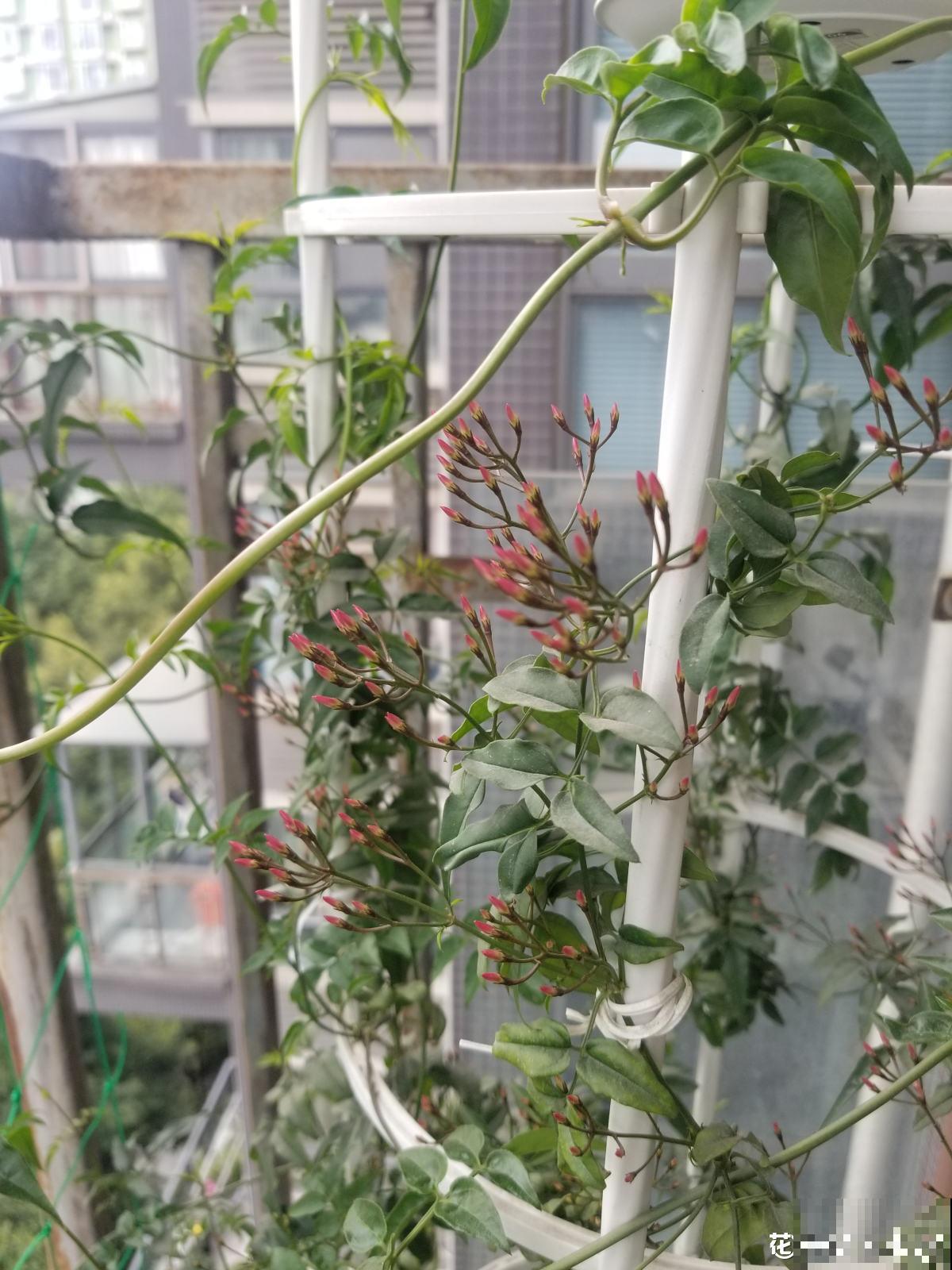 仙气飘飘的素馨花，开花像个花仙子，适合当做庭院观赏植物