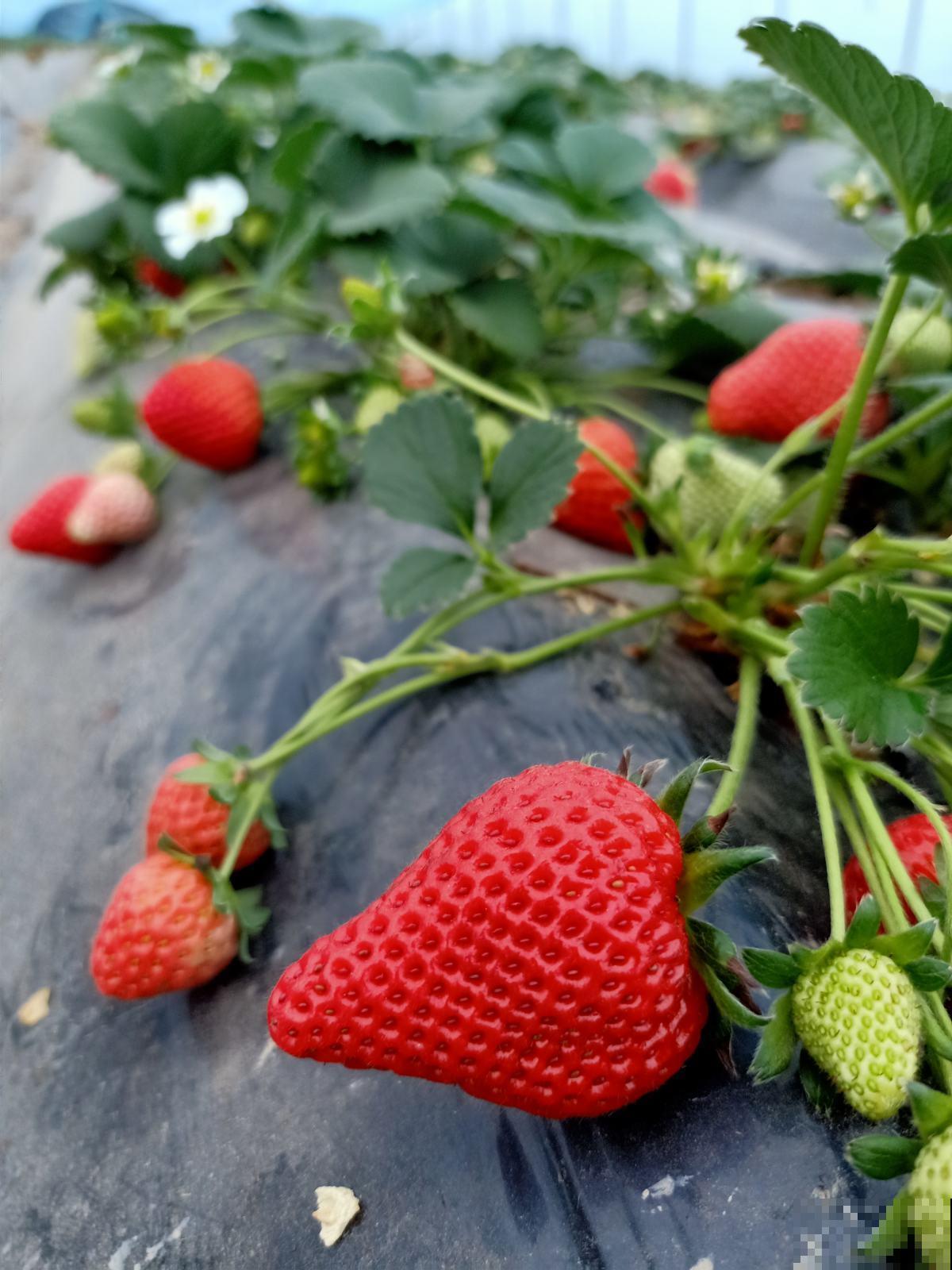 草莓这么养,从播种到结果,包你吃得停不下来! 草莓这么养,从播种到结果,包你吃得停不下来!