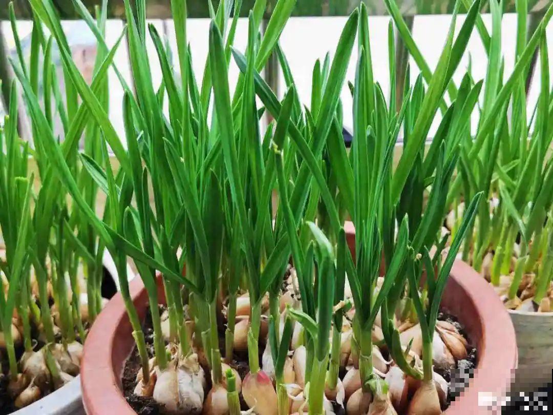 适合大门口养的花，开花时间要长，开花也要大气