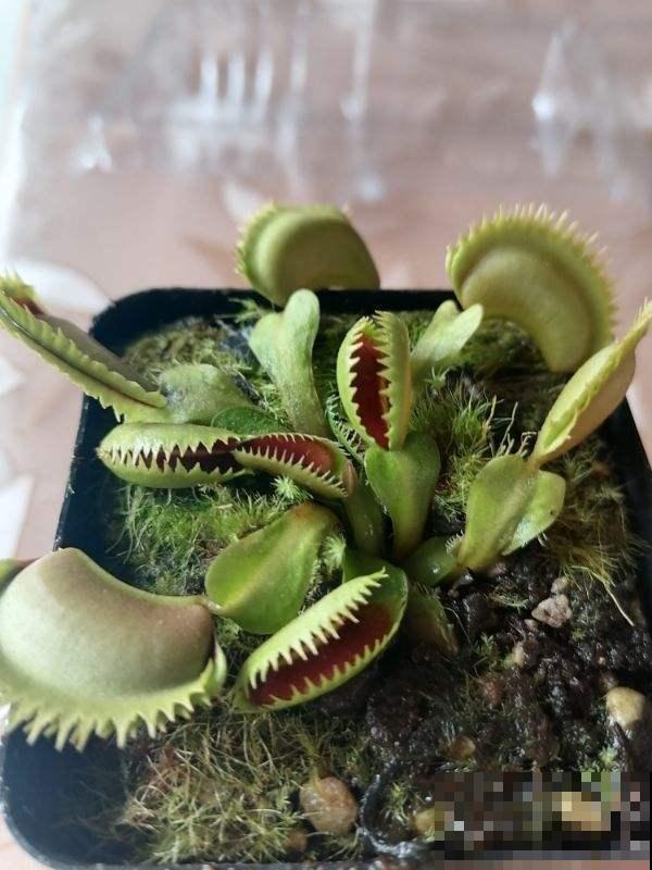 小巧可爱的吃虫草，简单好养，帮你除去蚊虫烦恼！