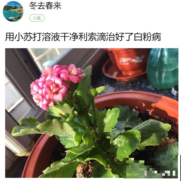 自制杀虫剂，7天喷一次，养花特干净