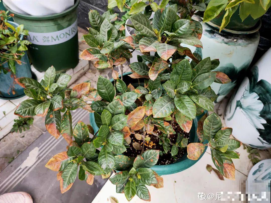 施肥用氮肥要节制，太心急容易烧苗，千万别用多