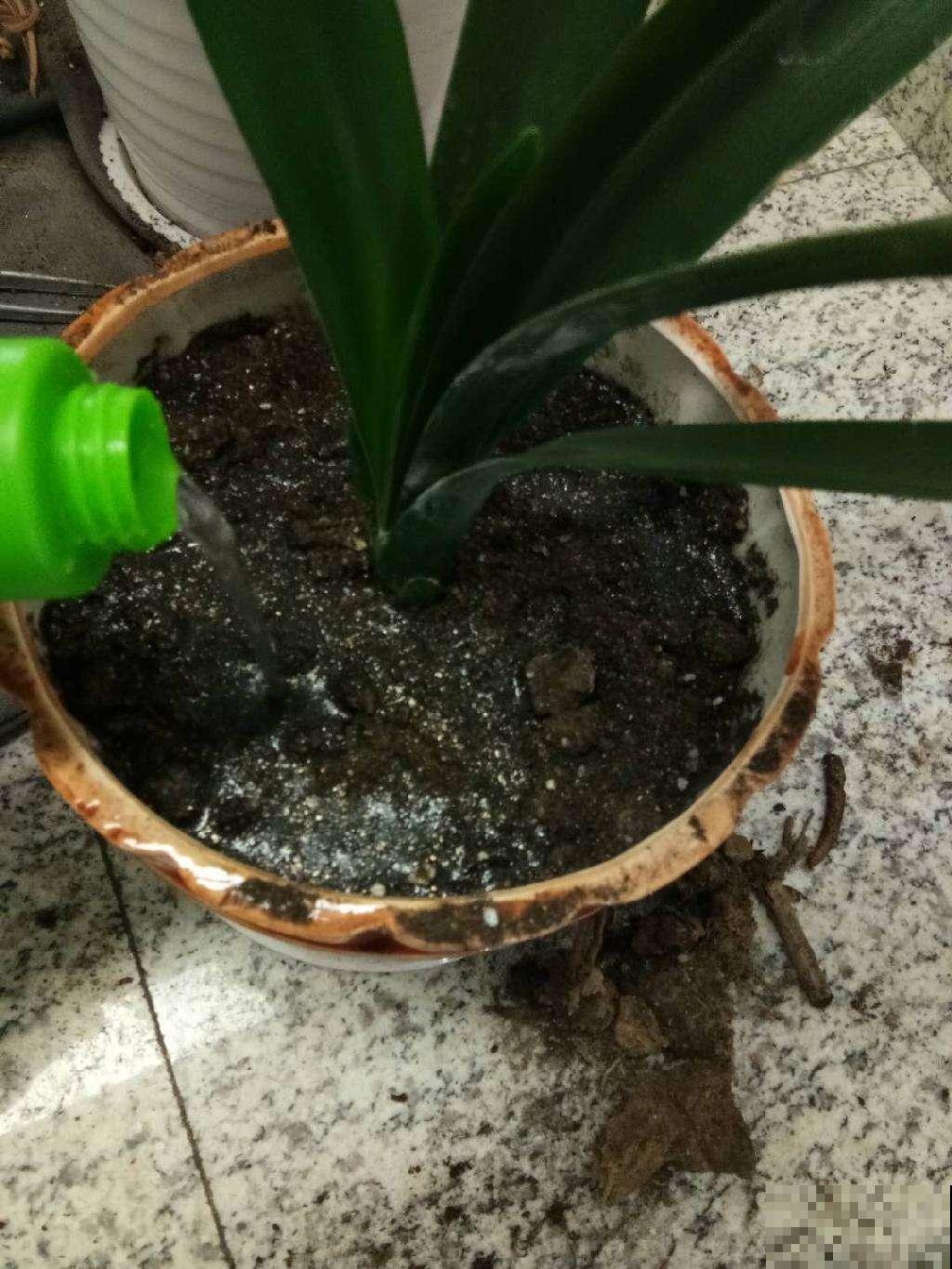 春天给花换盆，掌握换盆技巧，换完呼呼长