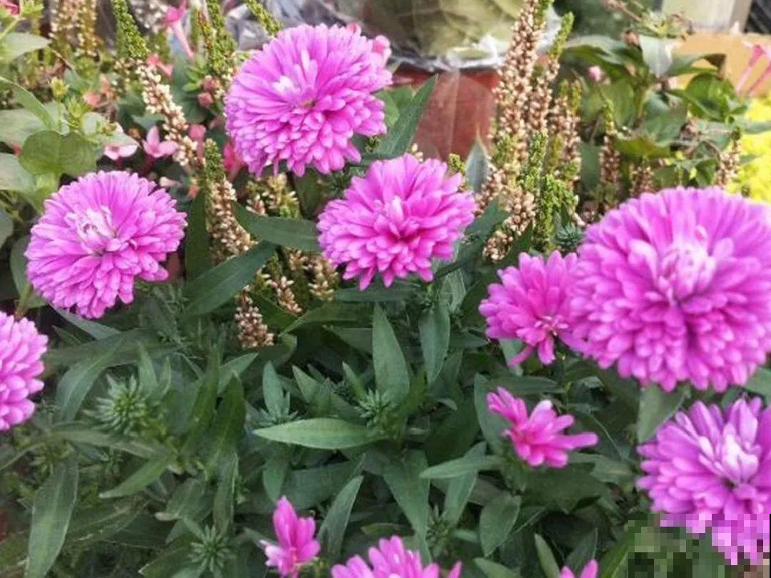 5月出门,收下这份百花图谱,啥花都能叫上名! 5月出门,收下这份百花图谱,啥花都能叫上名!