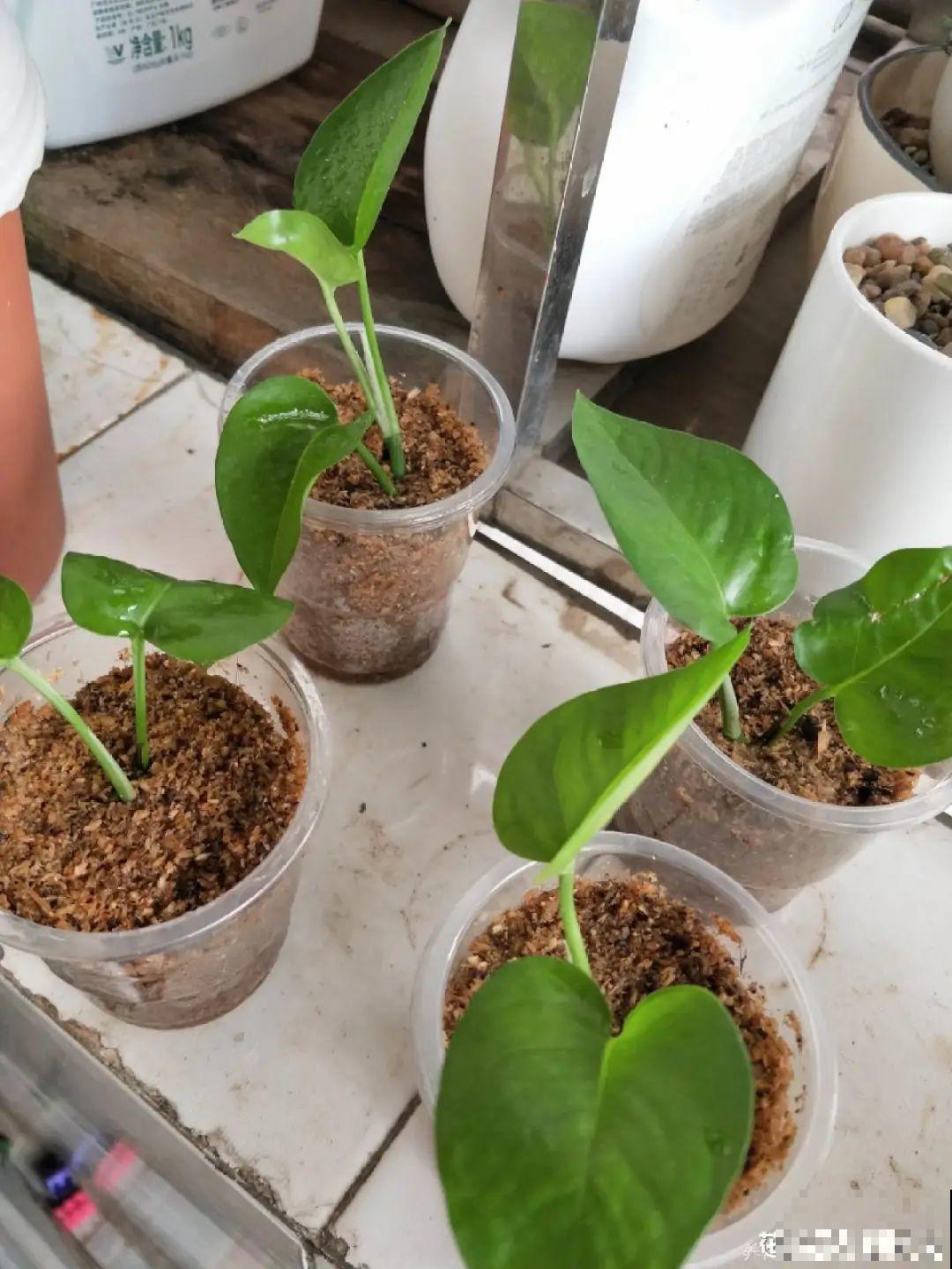 6种花夏天扦插,枝条剁8段、撒土里,3岁小孩都能插活! 6种花夏天扦插,枝条剁8段、撒土里,3岁小孩都能插活!