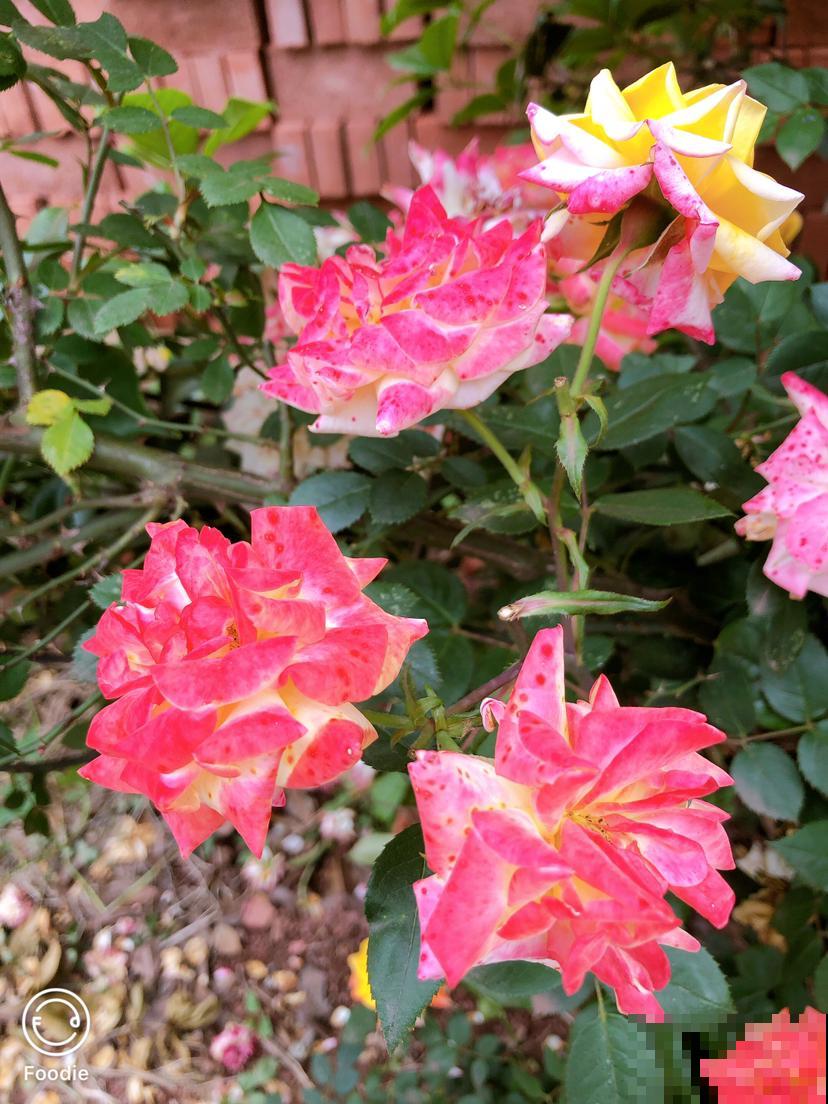 路边的月季开花后，比拳头还要大，没成想却招了贼