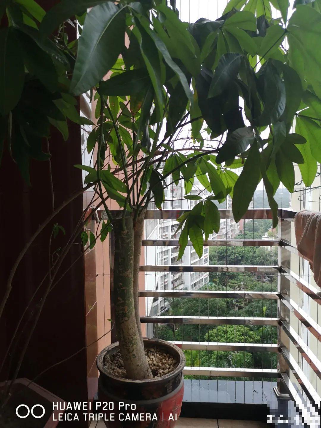 茉莉花养不好，主要是土壤问题，学会“调酸”很重要