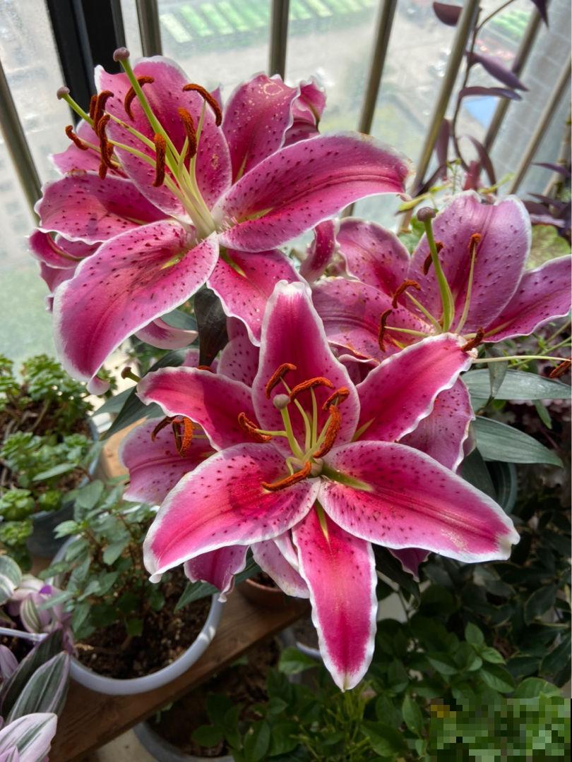 3种夏天“移动香水”，开花旺盛，满屋子都是香味