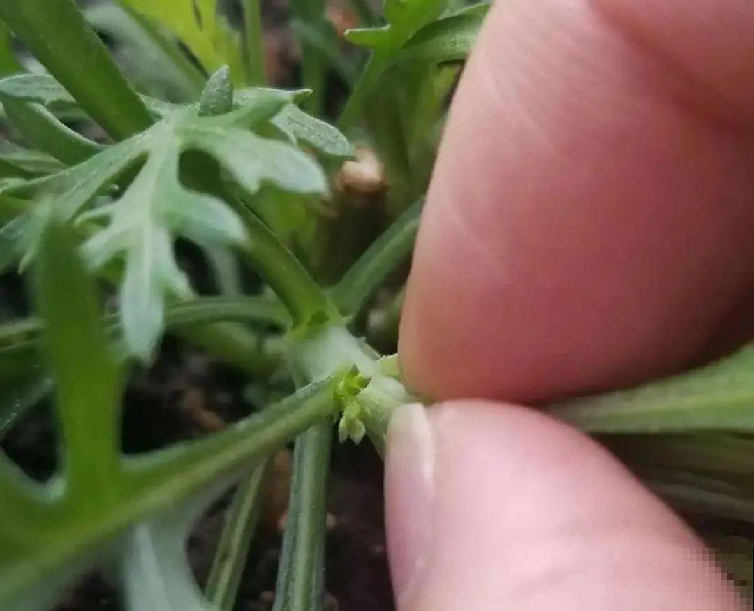 11种常见花，现在扦插，成活率特高