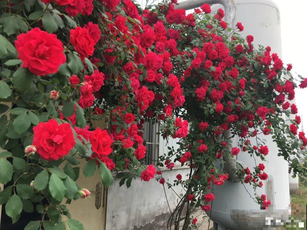 有院子的话，要种一整面花墙，呼呼开爆