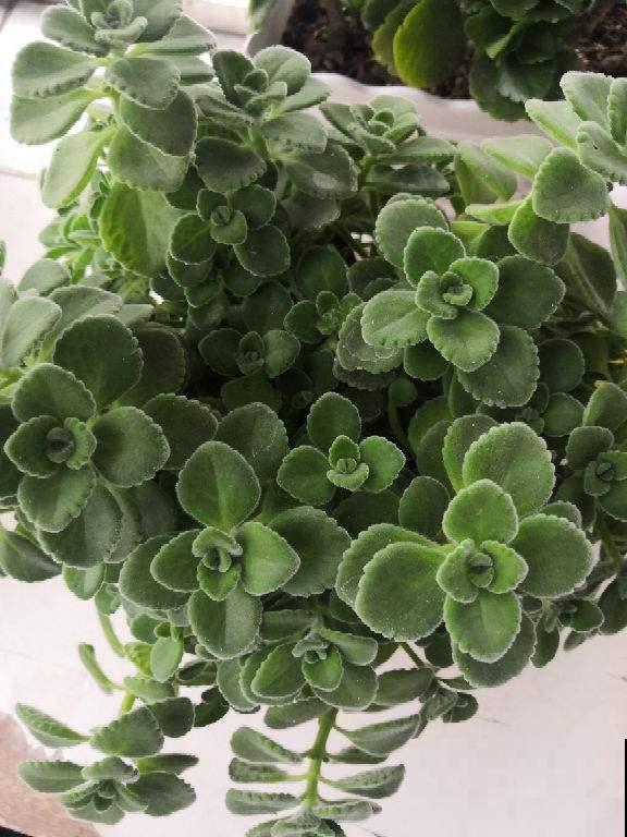 沾土就活的花，叶子掉土里，呼呼蹿出小肉芽