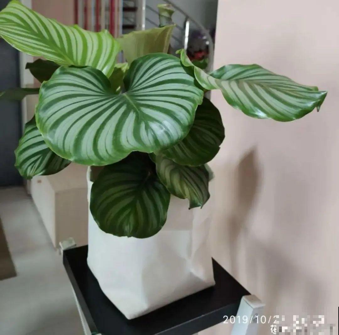 夏天怕晒的花,赶紧搬到阴凉地儿,再晒成枯杆了 夏天怕晒的花,赶紧搬到阴凉地儿,再晒成枯杆了