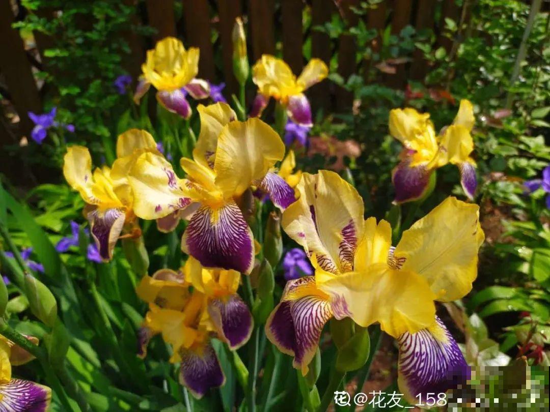 5月出门,收下这份百花图谱,啥花都能叫上名! 5月出门,收下这份百花图谱,啥花都能叫上名!