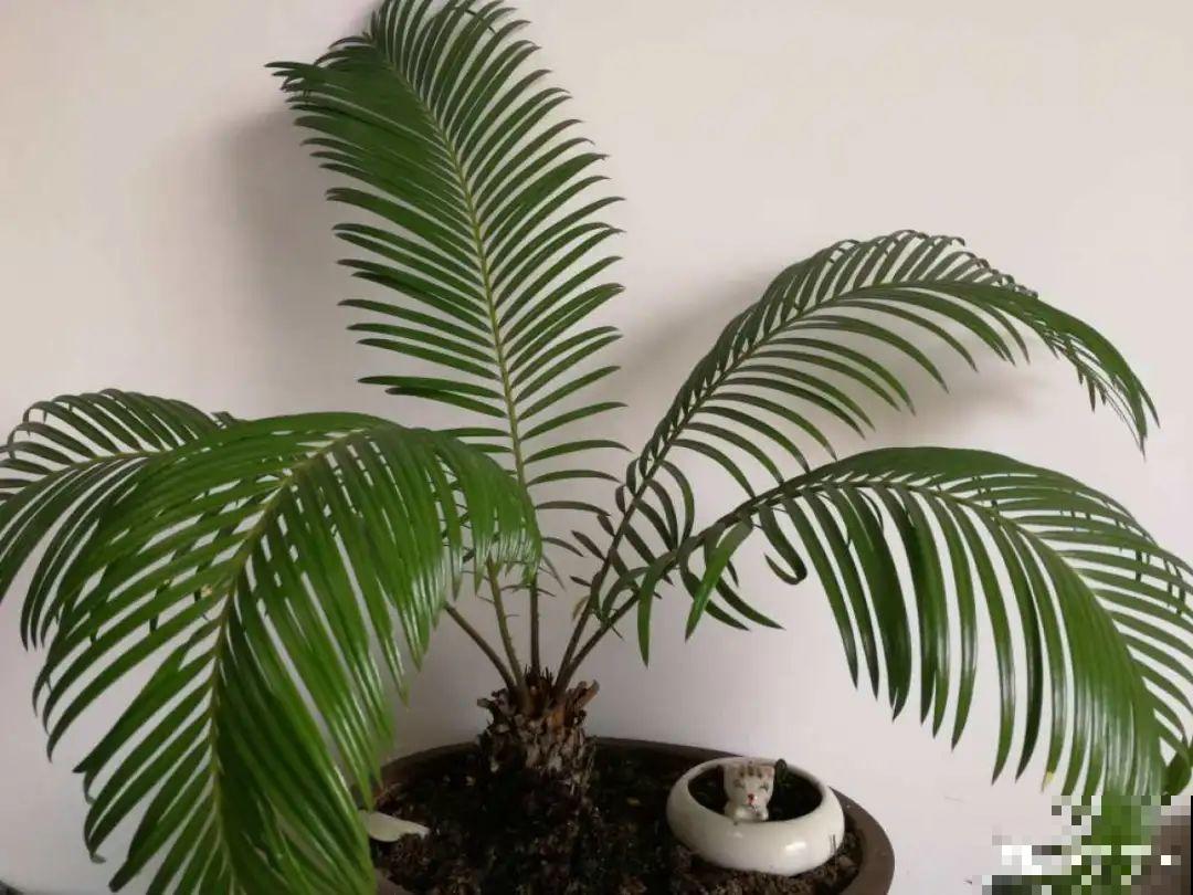 家里养盆镇宅花，越长越霸气，安全感十足