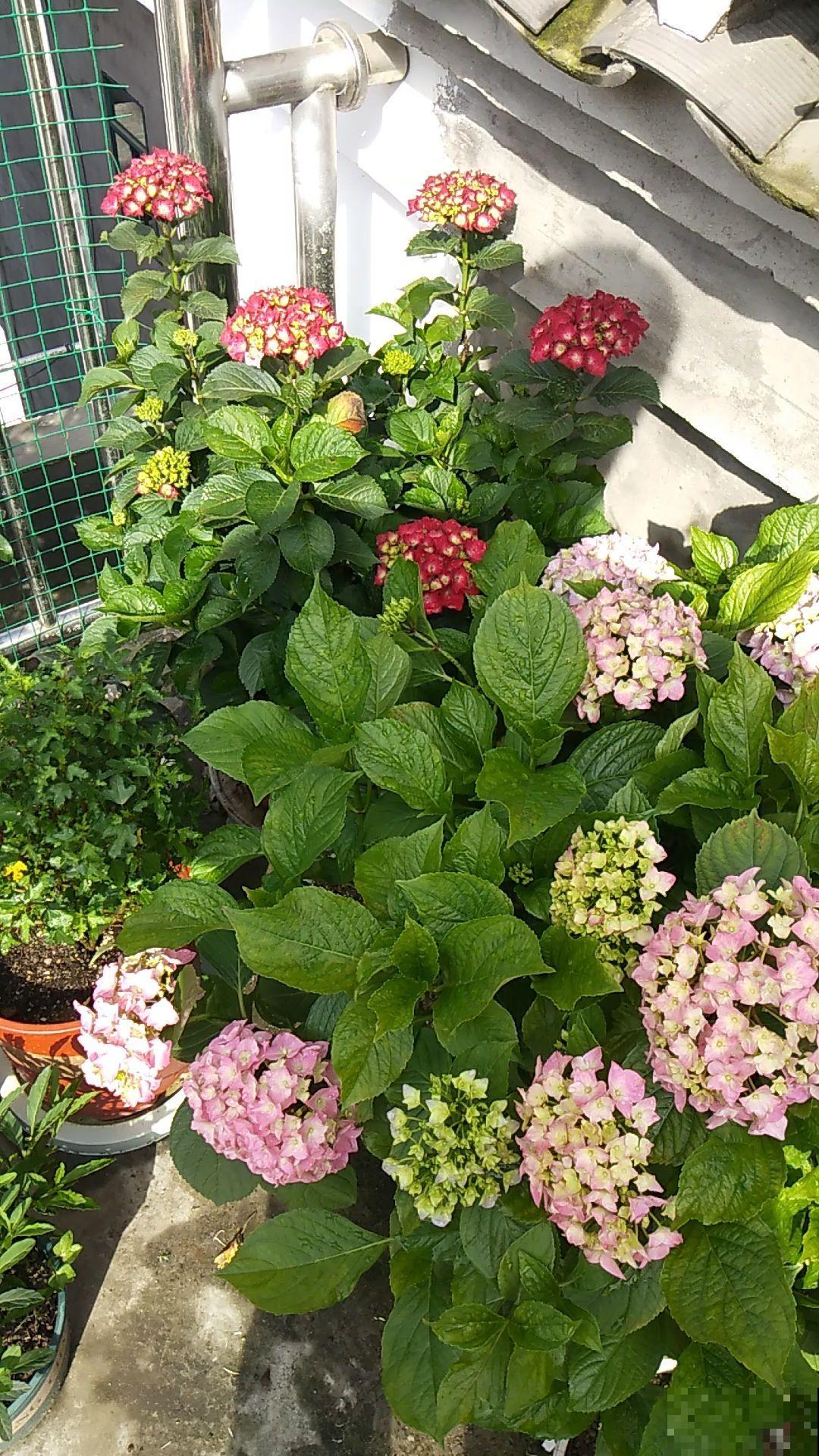 绣球到了花季,一直不开花,还是得从养护找原因 绣球到了花季,一直不开花,还是得从养护找原因