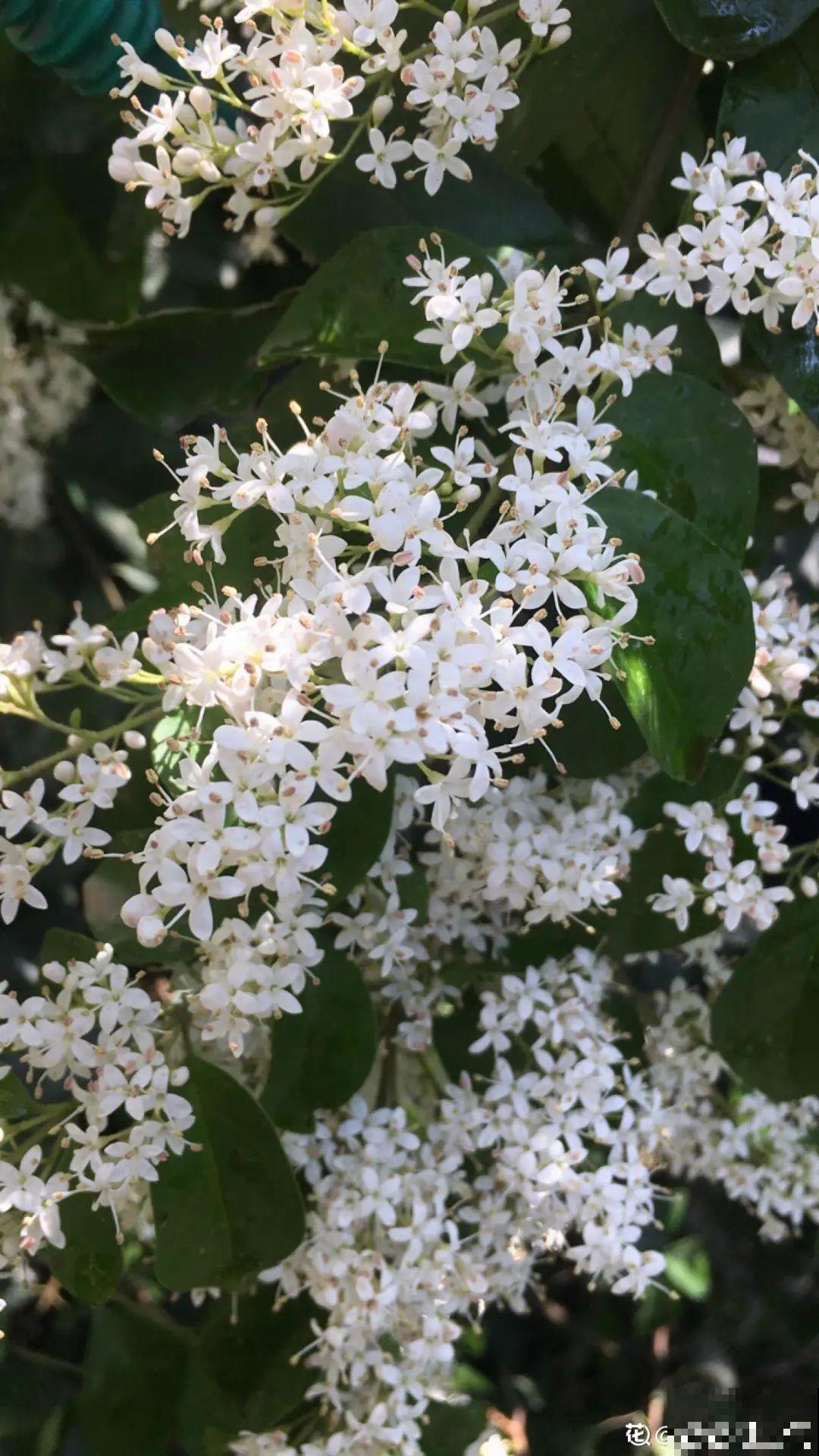 家里养盆香水花,满屋子飘香,还能净化空气 家里养盆香水花,满屋子飘香,还能净化空气
