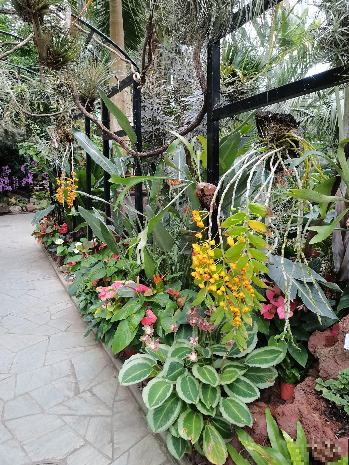 吃空气长大的植物，省事还养得旺，看完赶紧买一盆！