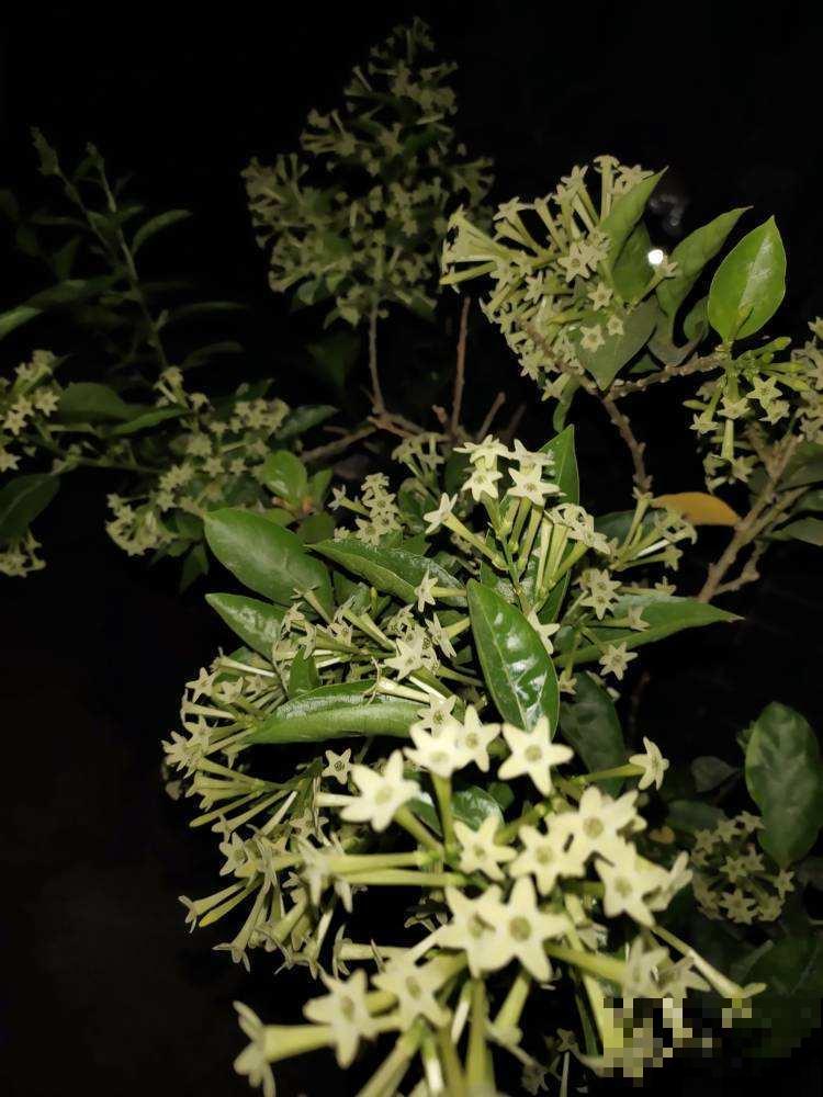 这5种花,晚上才开,个个美得别致! 这5种花,晚上才开,个个美得别致!