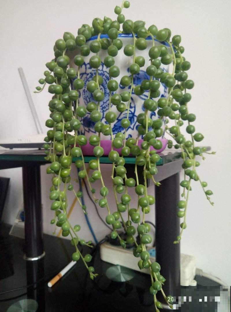 阳台上挂一盆垂吊花，养俩月就爆盆，繁殖能力也超