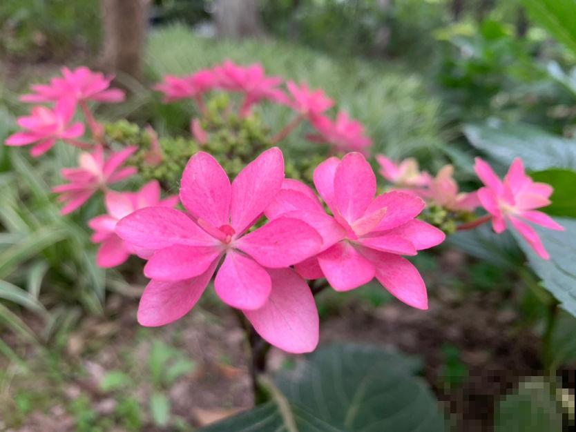 从古至今，关于养花人的称呼真不少，你喜欢哪个?