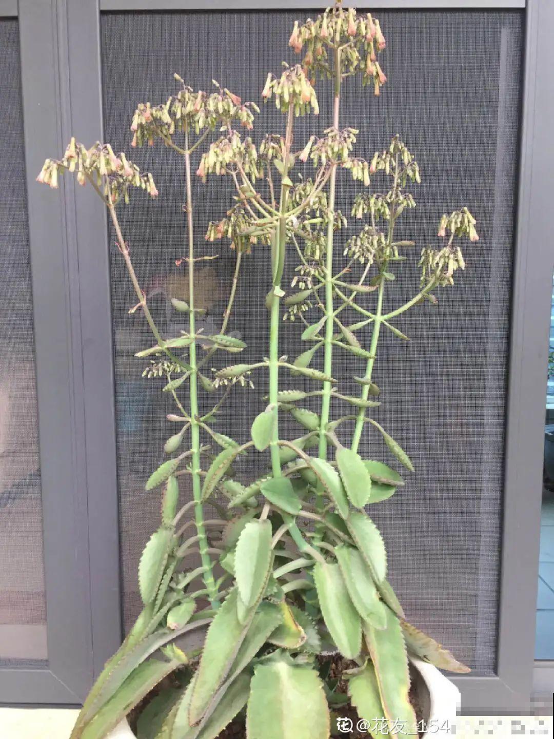 多肉开花不常见，但是颜值还挺高，你会不会剪掉？