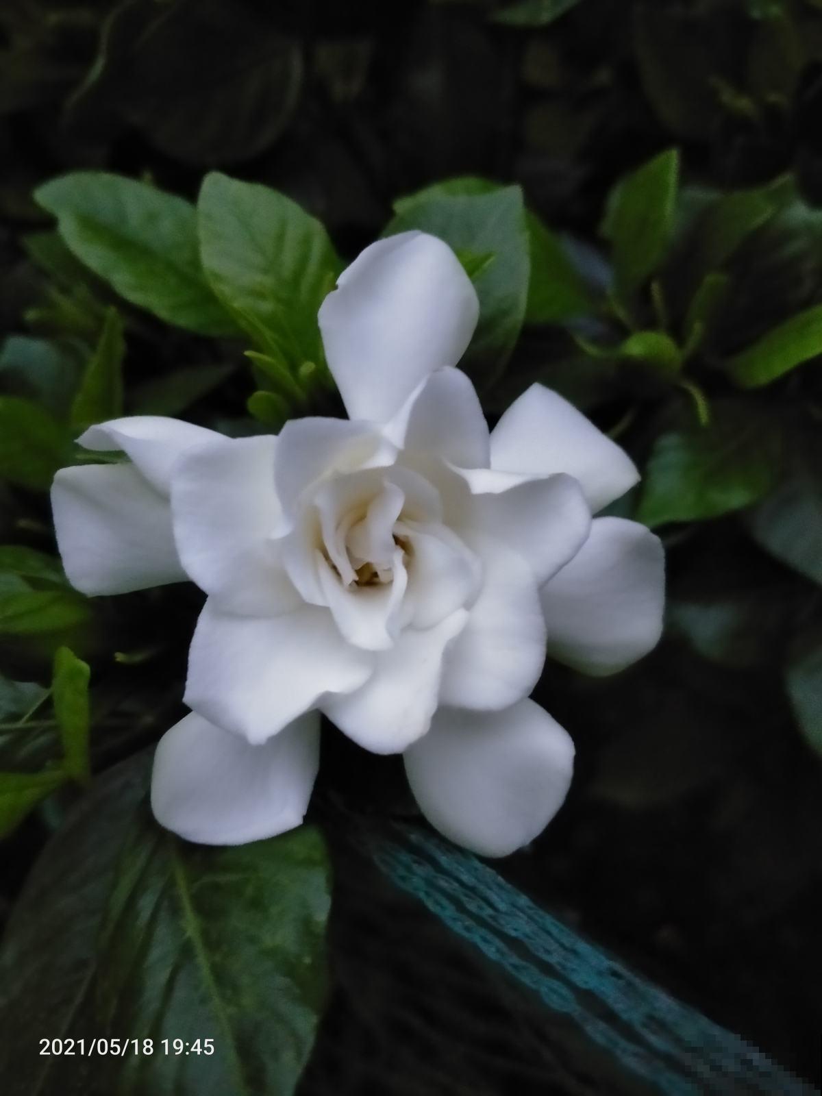 4种花是大水缸，一天不浇水，马上蔫给你看