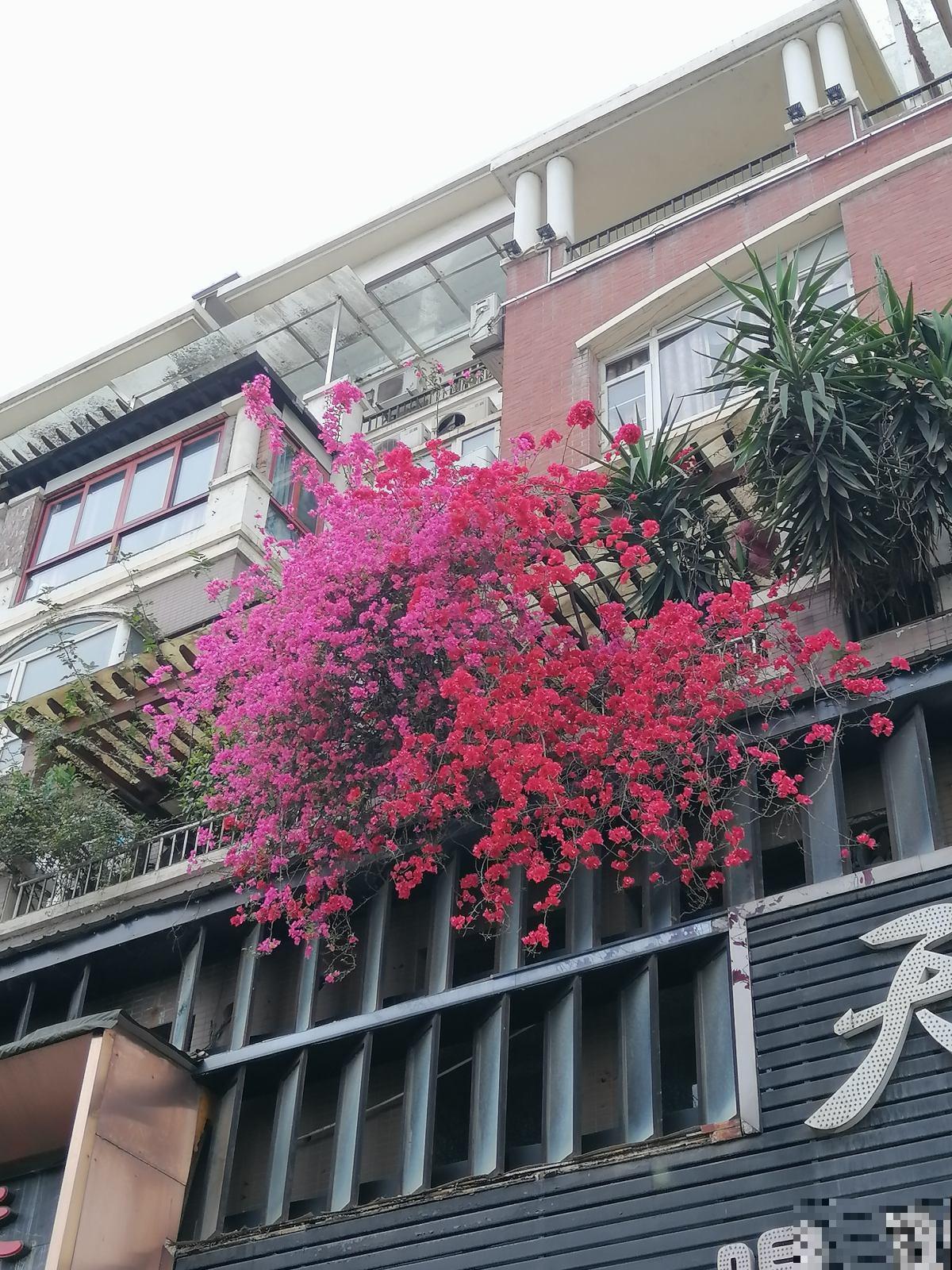 女士们都爱养的花，开花美艳动人，家里变成小花海