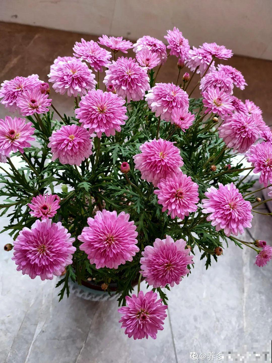 家里养了月季,花后使劲剪,越剪越开花,真省心 家里养了月季,花后使劲剪,越剪越开花,真省心