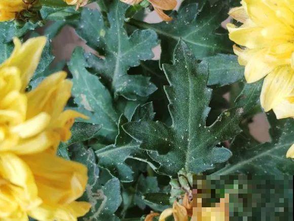 自制杀虫剂，7天喷一次，养花特干净