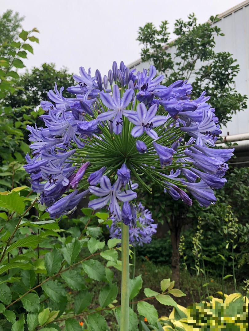 仙气飘飘的落新妇，开花气质独特， 让人一眼就爱上