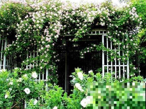 在家做个玻璃生态缸，各种植物随心养，自己就能活！