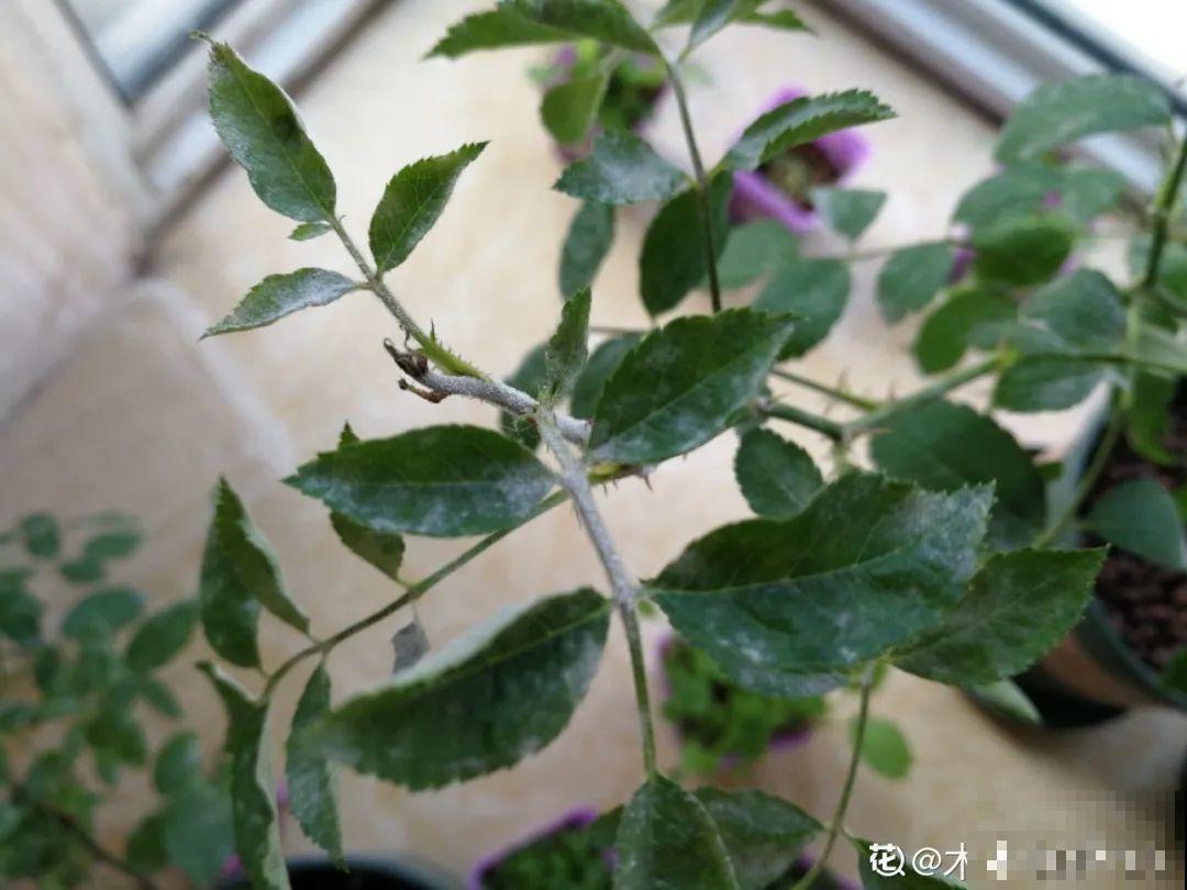 月季现在赶紧施肥，不然越长越差，上肥后月月开花