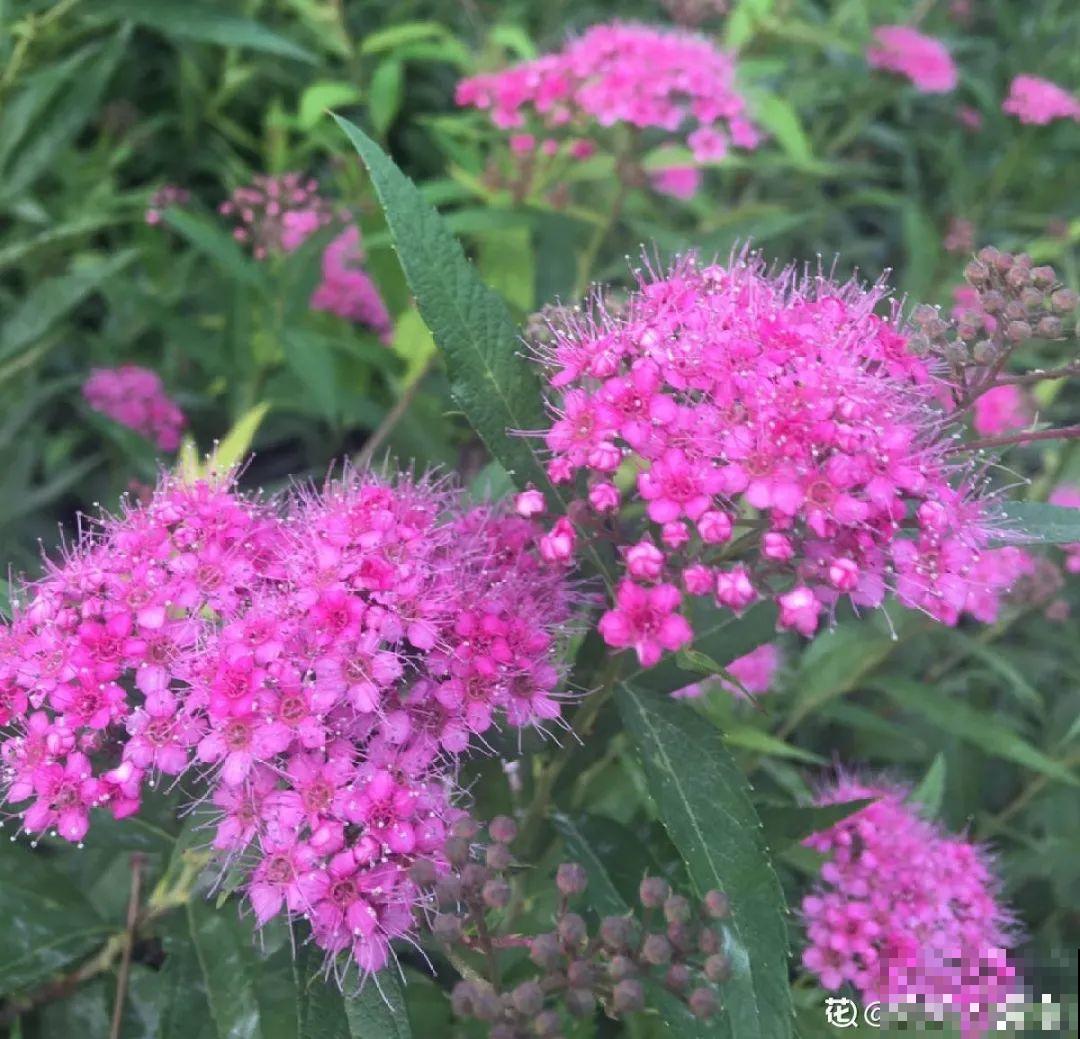 今年流行的小众植物，美而不俗，气质一绝