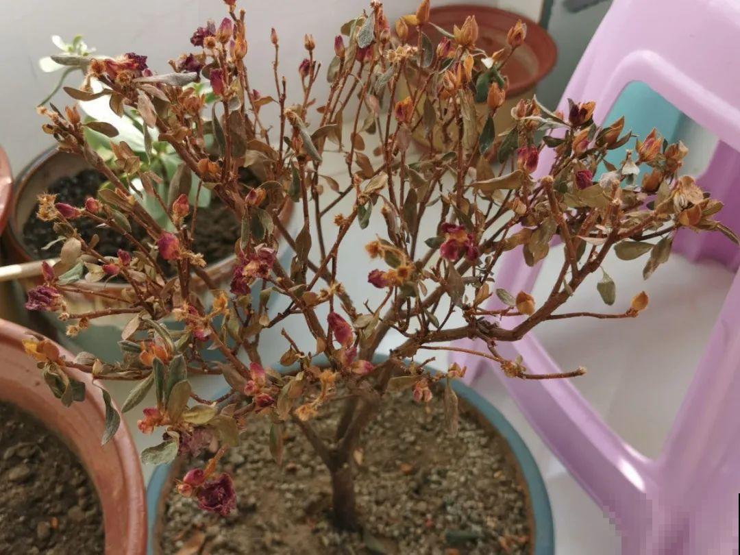 超级“喜水”的花，3天不浇水，就离死不远了