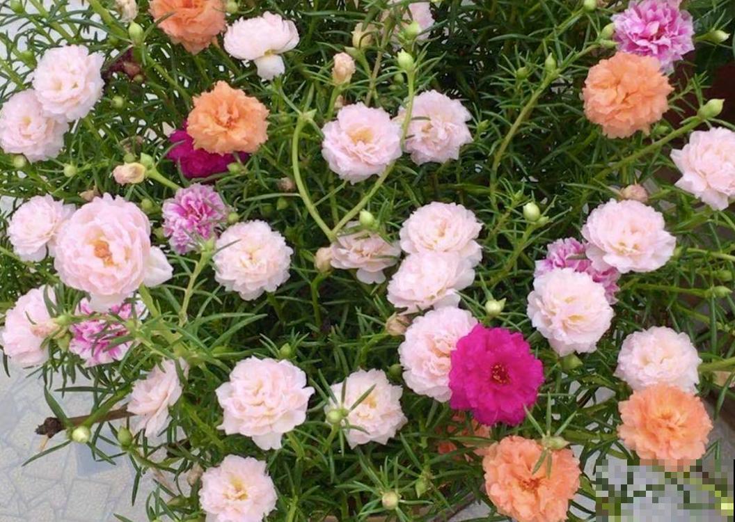 80种常见花卉，读过后，花名难不倒你