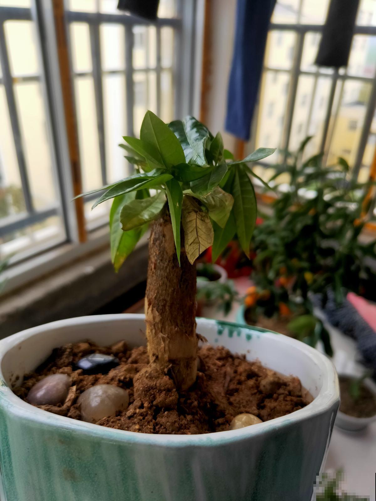 发财树总是掉叶子?那是你的方法出岔子了,现在教你怎么做! 发财树总是掉叶子?那是你的方法出岔子了,现在教你怎么做!