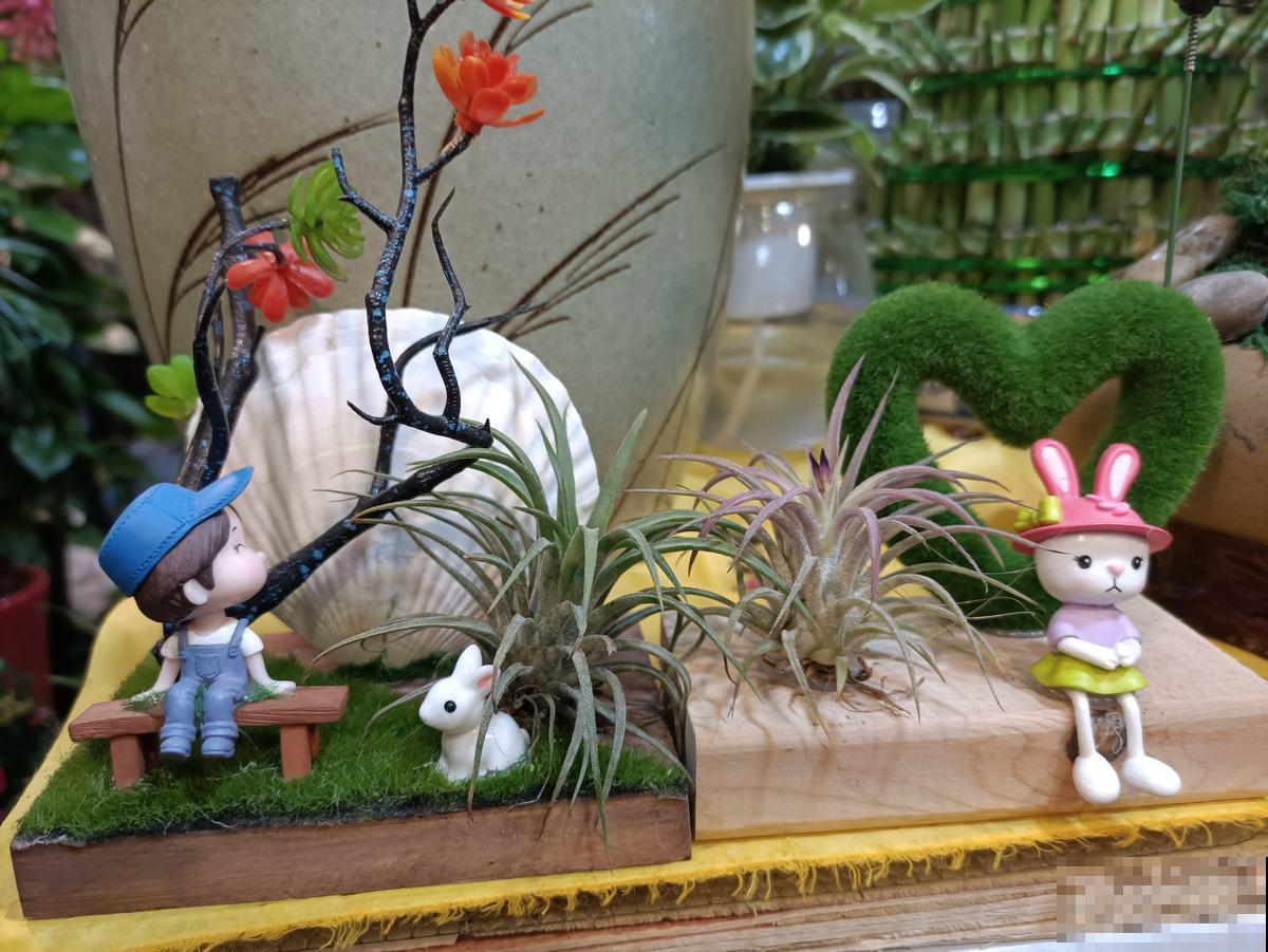 吃空气长大的植物，省事还养得旺，看完赶紧买一盆！