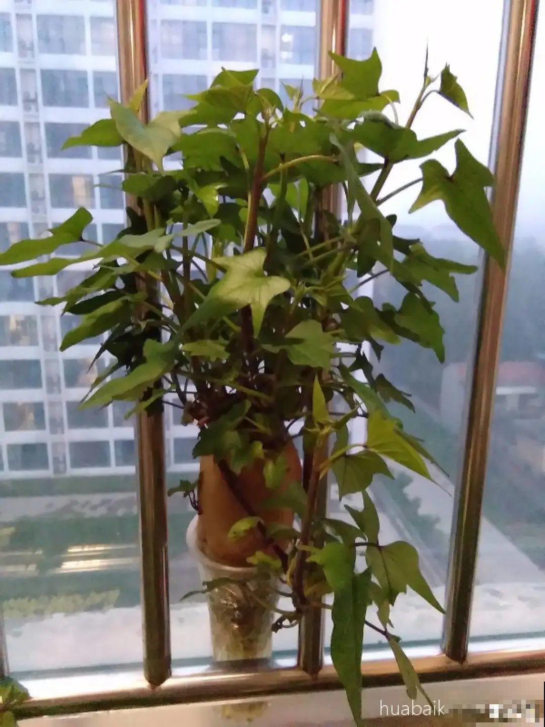 玉米棒子插水里，比绿植长得快，长成清新小盆栽