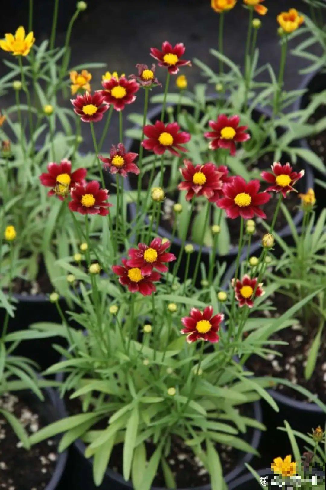 夏天里超能开的花，爆花上百朵，开完剪一刀，很快又爆花