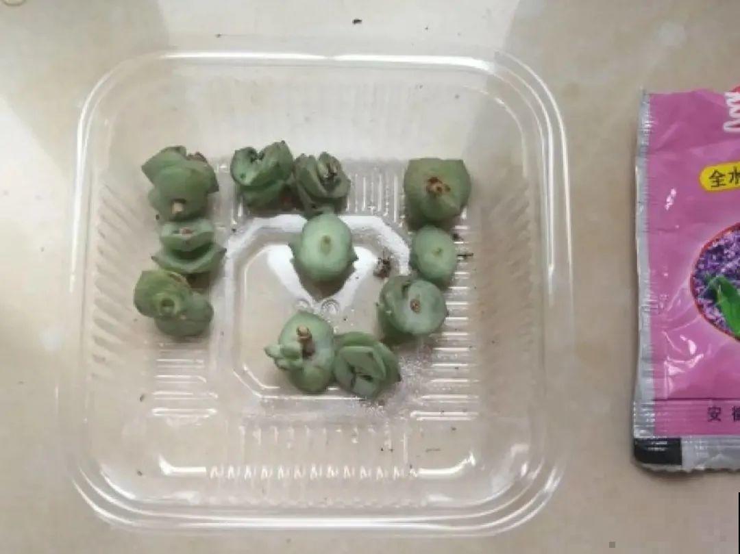 6种花夏天扦插,枝条剁8段、撒土里,3岁小孩都能插活! 6种花夏天扦插,枝条剁8段、撒土里,3岁小孩都能插活!