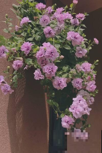 春天给花剃个“平头”，两个月就爆盆，疯长太旺盛