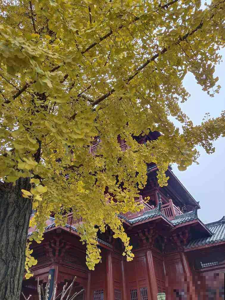 4种“长寿花”，堪称“万岁爷”，最老一棵12000岁