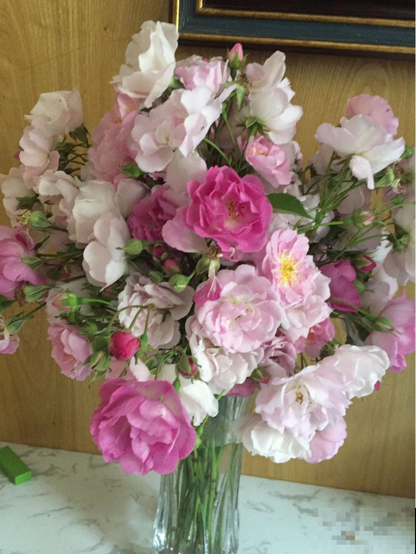 花总是被养死，不如养盆“永生花”，省心还好看