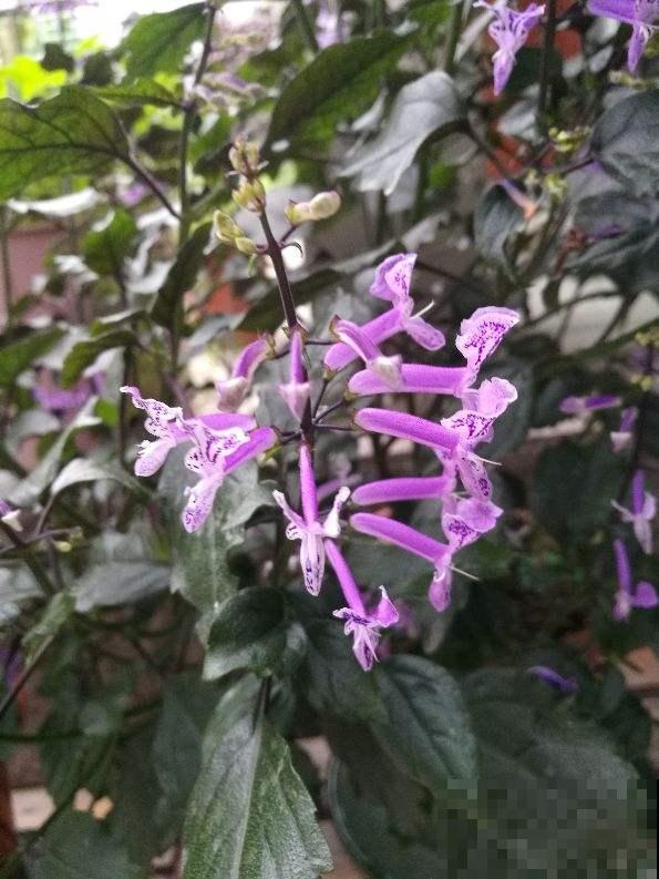 这5种花，只要养好一种，家里瞬间变成大花园