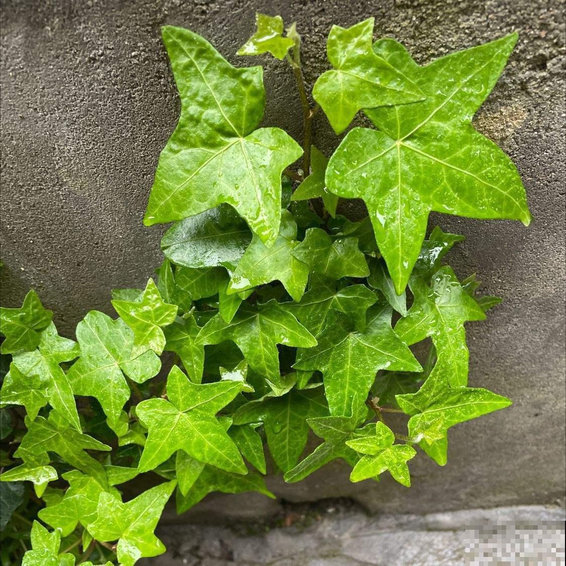 厕所养盆“杀菌花”,净化空气效果好,空气还清新 厕所养盆“杀菌花”,净化空气效果好,空气还清新